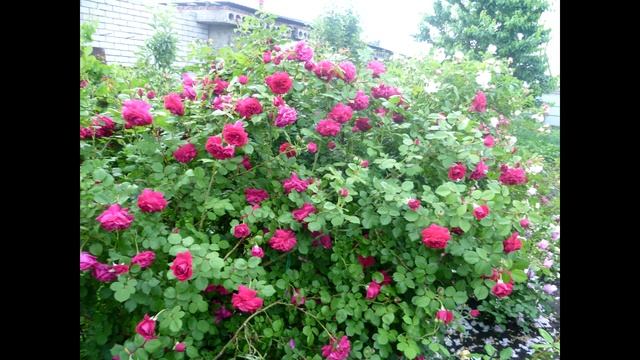 Самая мощная английская роза Tess of the d'Urbervilles. Моя энциклопедия английских роз.