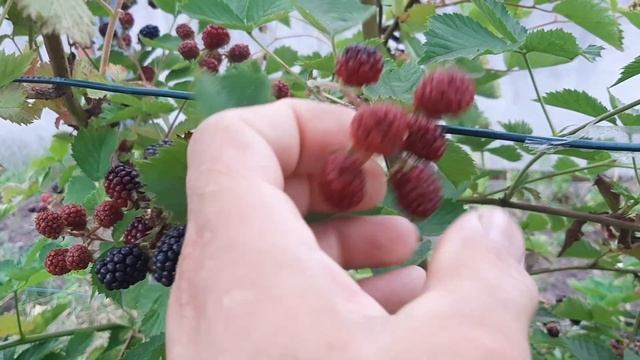 Ежевика красная, твёрдая и не созревает - КЛЕЩ!!!
