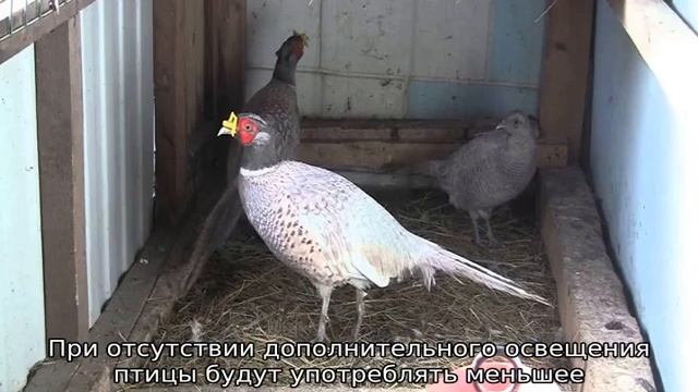Фазаны: разведение и содержание в домашних условиях