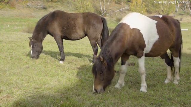 Кони скачут по бескрайней степи! Лучшее музыкальное видео освежающего начала недели Сергея Чекалина