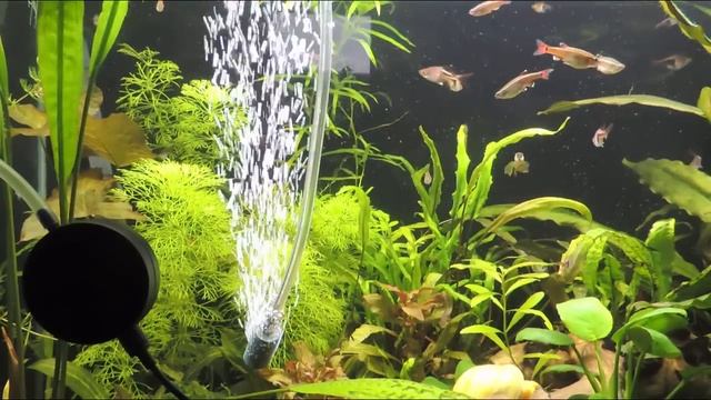 Аэрация в аквариуме. Отвечаю на ваши вопросы