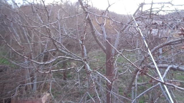 Обрезка черешни осенью и весной - НЕТ урожая летом.