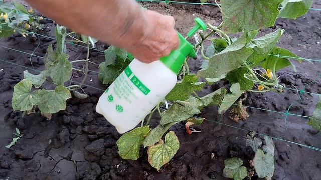 Раз побрызгал и паутинного клеща и трипсов на огурцах как не бывало.!!!