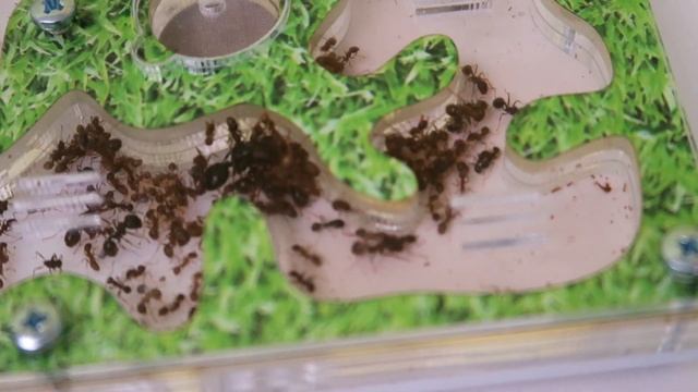 Муравьиная Ферма ФОРМИКАРИЙ - Реальная жизнь Свинки Пигги