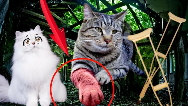 Раненый Чика Просит ПОМОЩИ