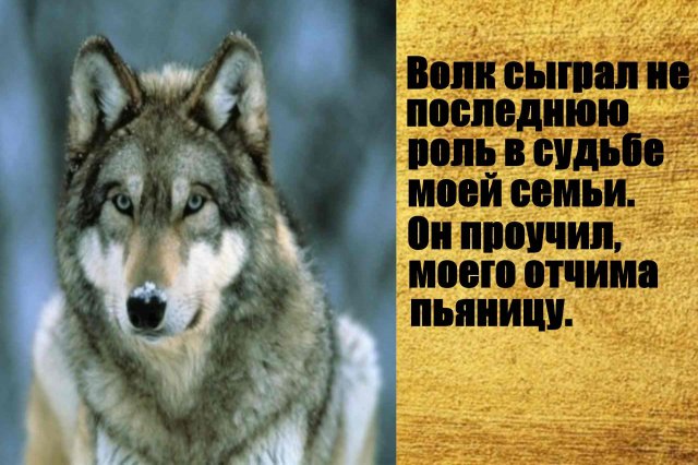 Волк сыграл не последнюю роль в судьбе моей семьи. Интересные истории про животных.