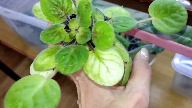 Фиалки трейлеры. Уход и формирование. Мой опыт.