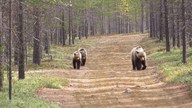Что делать при встрече с МЕДВЕДЕМ  [ Как спастись от Медведя  ]