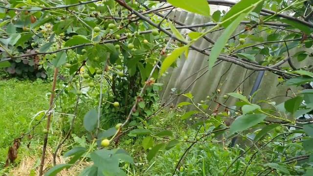 Черешни ИПУТЬ и БРЯНСКАЯ РОЗОВАЯ. Сравнение сортов