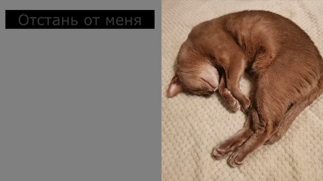 Хозяин требует от кота исполнения КОШАЧЬЕГО ДОЛГА. Смешная переписка кота и его хозяина. 31 СЕРИЯ