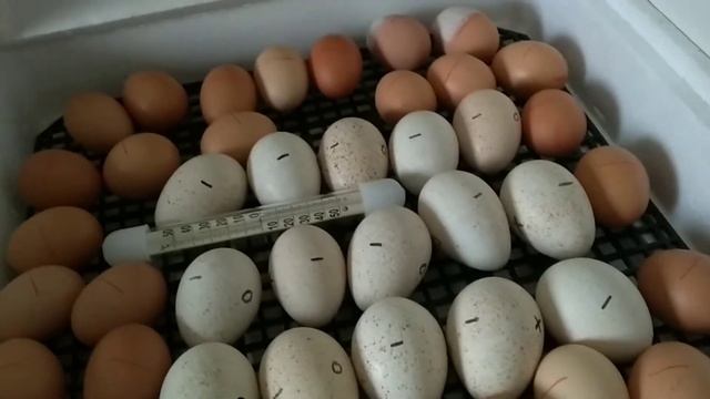 совместная инкубация куриных и индюшиных яиц