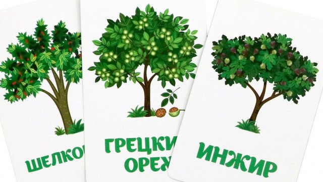 Деревья, листья и их название  - Карточки ДОМАНА - Обучающие, Развивающие  видео для детей