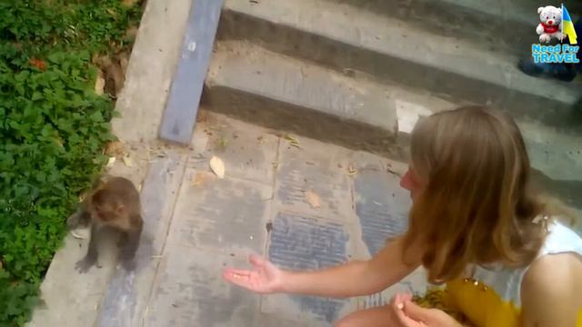 Кормление обезьян - Monkey feeding