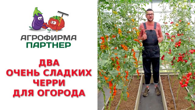 ДВА ОЧЕНЬ СЛАДКИХ ЧЕРРИ ДЛЯ ОГОРОДА