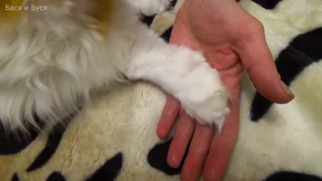 Вычесывание Сёмы или как Вычесать Кота, если он Не хочет