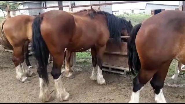 #тяжеловозы #Коневодство Курского края