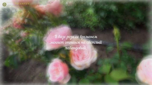 РОЗА Сенлитсу (Senlitsu). Японская селекция.
