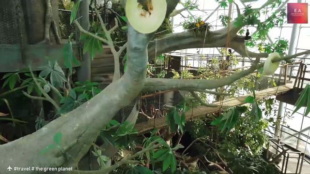 The Green Planet  #Dubai | Sloth | الكتبي | city walk Dubai