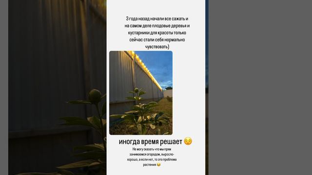 Огородные новости🍃