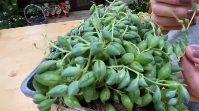 Сенецио гвозделистный | Крестовник | Суккулент лиана | Как ухаживать за Крестовником