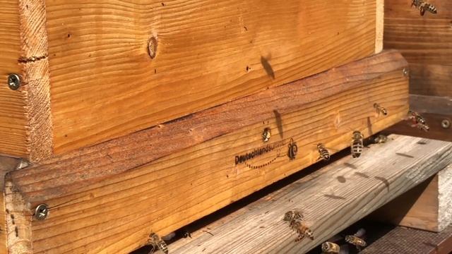 ? Пчёлы-Воровки:( Как бороться с воровством⁉️