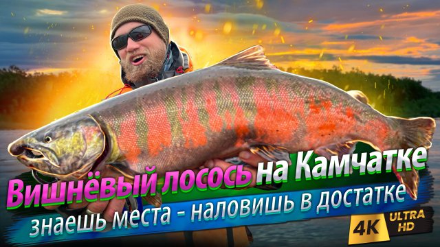 🇷🇺 Вишнёвый лосось на Камчатке. Наловились от души!