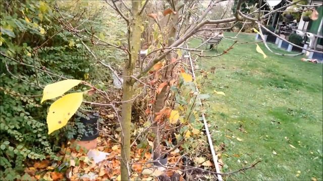 Правильная,осенняя обрезка (колоновидной) кислой вишни.Korrekte, säulenbeschneidende - Sauerkirsche