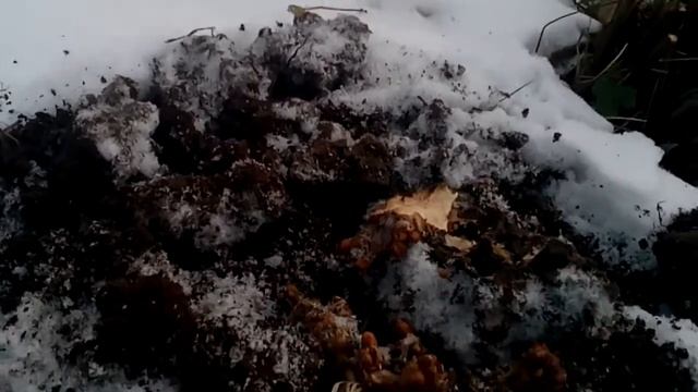 Корень родиолы розовой Выкапываем золотой корень