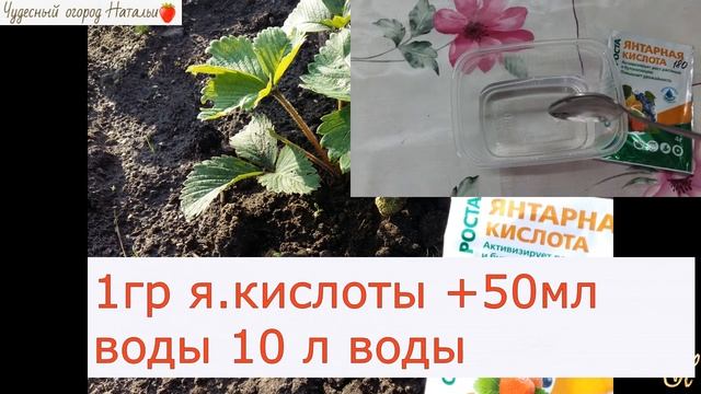 Янтарная кислота для сада и огорода