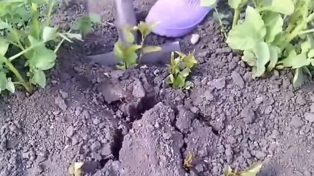 Как убрать поросль (вишни)