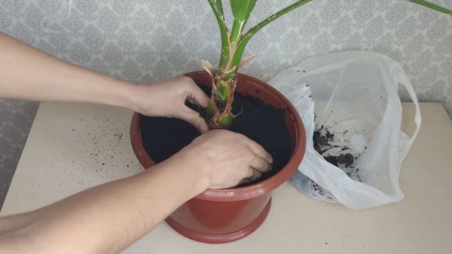 Пальма Вашингтония Нитьеносная из семян. Уход в домашних условиях. Пересадка. Описание. Особенности