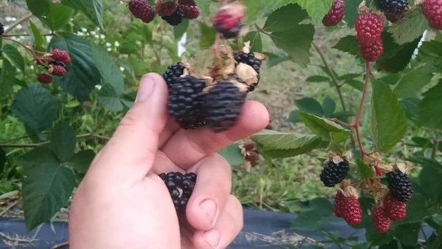 Обзор сорта ежевики Небеса могут подождать!!!