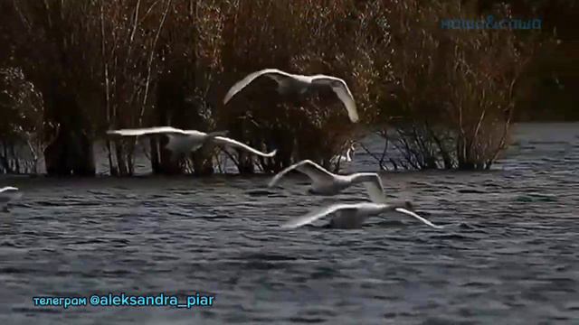 Аромат с нотой вишни