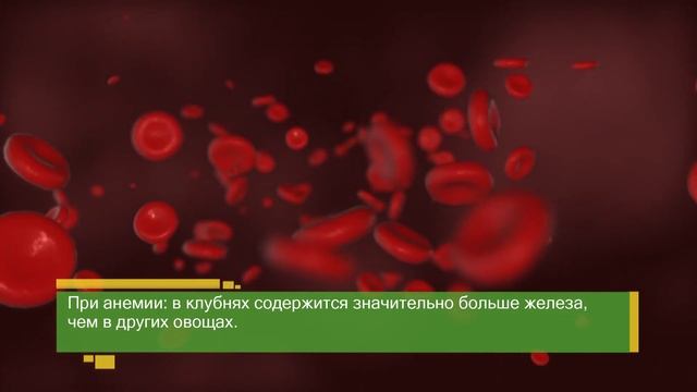 ТОПИНАМБУР. Почему "земляную грушу" нужно включить в свое питание?