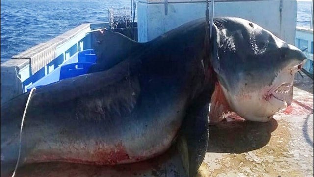 Самые ОГРОМНЫЕ ПОЙМАННЫЕ РЫБЫ в мире ныне существующие!