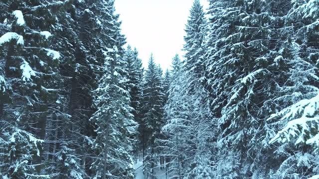 Зимний лес