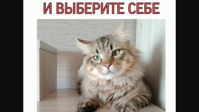 животный мир