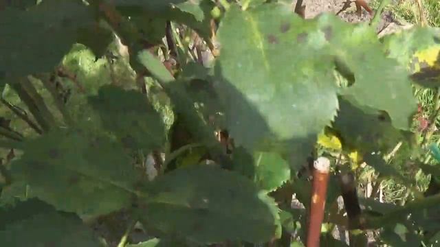 Моя Любимая Дача.Конец Августа.МОРЕ ЦВЕТОВ.