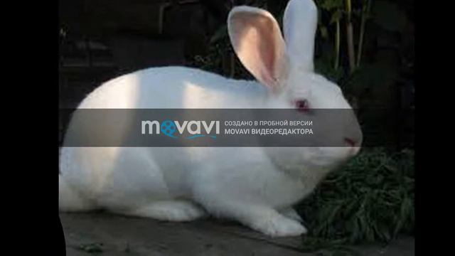 Счастливый кролик