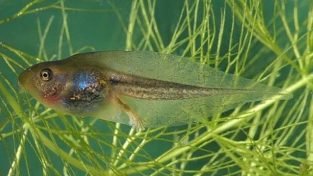 Жизненый цыкл лягушки ,от головастика до лягушки