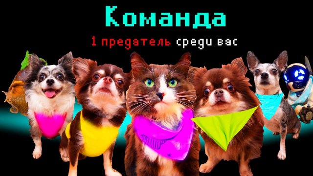 КТО ПРЕДАТЕЛЬ_ АМОНГ АС В РЕАЛЬНОСТИ ГЛАЗАМИ КОШКИ И СОБАК (720p)