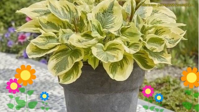 Хоста гибридная Пэйсли Бордер. Краткий обзор, описание характеристик hosta hybrida Paisley Border