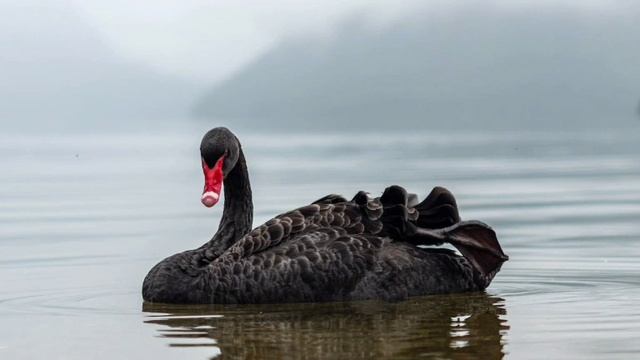 Чёрный лебедь Нассим Талеб Глава VI