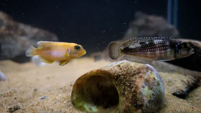 Lamprologus Ocellatus Gold an Lamprologus Meleagris Natural Design