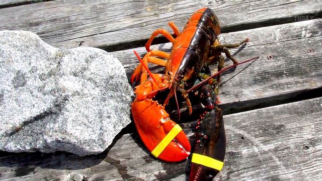 9 необычных существ, обитающих на нашей планете