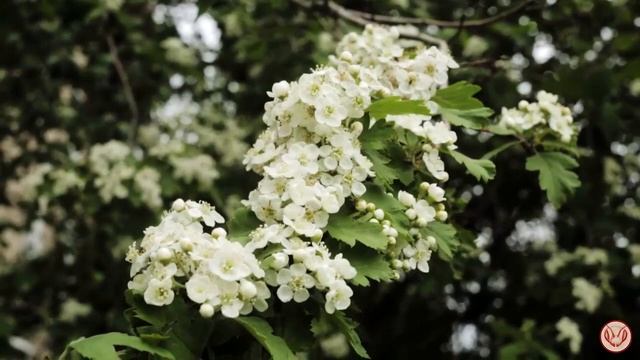 Медоносы. Растёт ли Белая Акация на Севере Подмосковья? В Москве знаю несколько небольших кустико