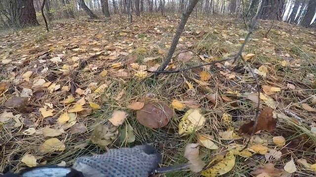 Сбор польских грибов и рецепт их приготовления!