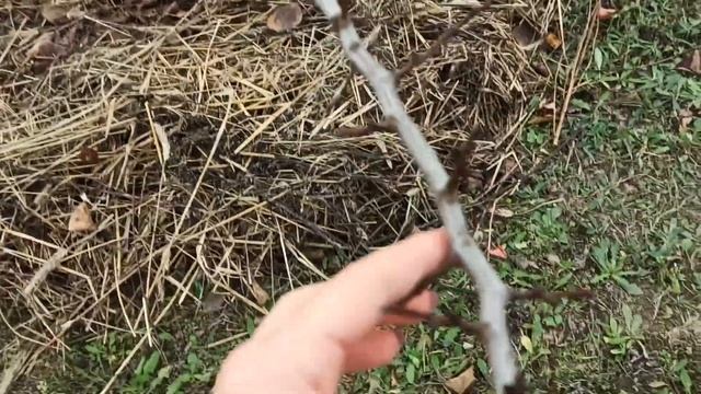 Обрезка абрикоса осенью / формируем крону