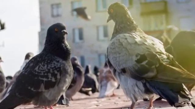 Голуби курлыкают, звуки голубей. Расслабление