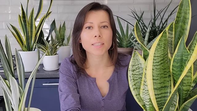Сансевиерия (Sansevieria). Подробно об уходе, болезнях и вредителях. Влияние сансевиерии на человек